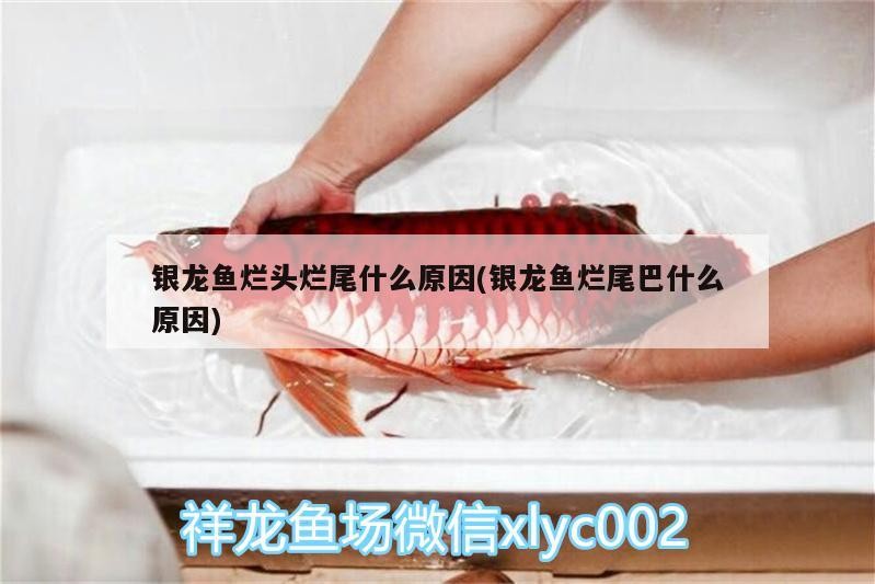 銀龍魚爛頭爛尾什么原因(銀龍魚爛尾巴什么原因) 銀龍魚爛頭爛尾什么原因(銀龍魚爛尾巴什么原因) 銀龍魚百科