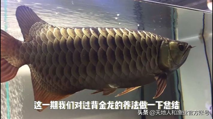 金頭過背金龍魚色彩優化技巧：金頭過背金龍魚的色彩優化技巧 金頭過背金龍魚色彩優化技巧：金頭過背金龍魚的色彩優化技巧 金龍魚百科 第4張