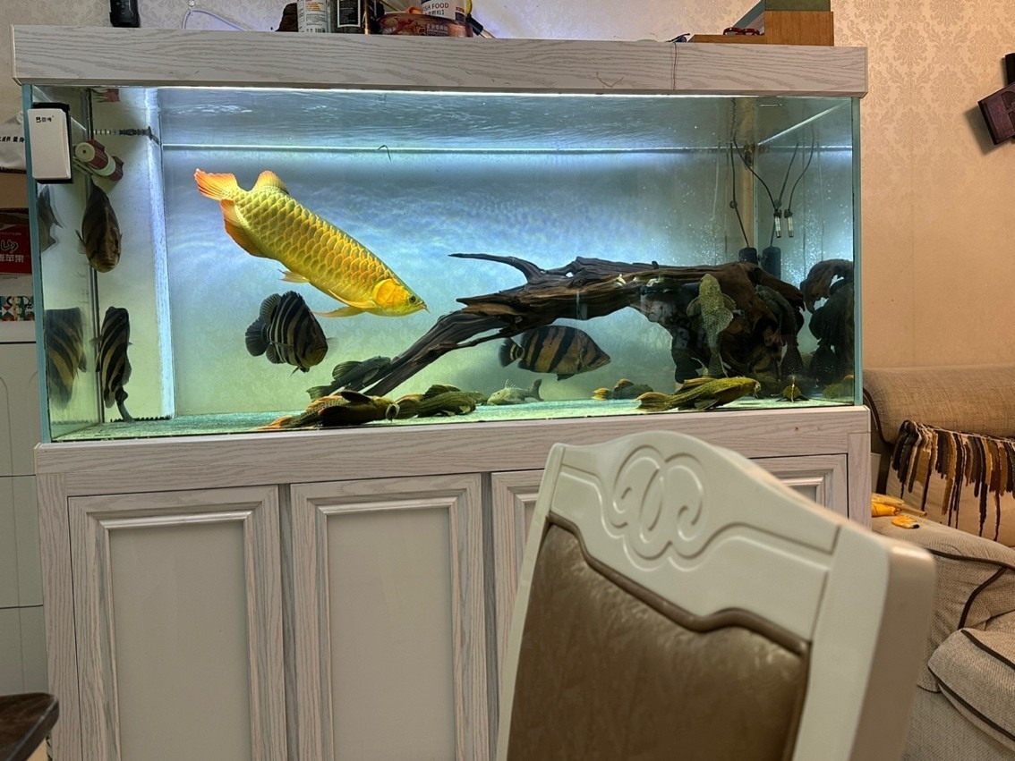 天氣涼了 天氣涼了 龍魚論壇 第3張