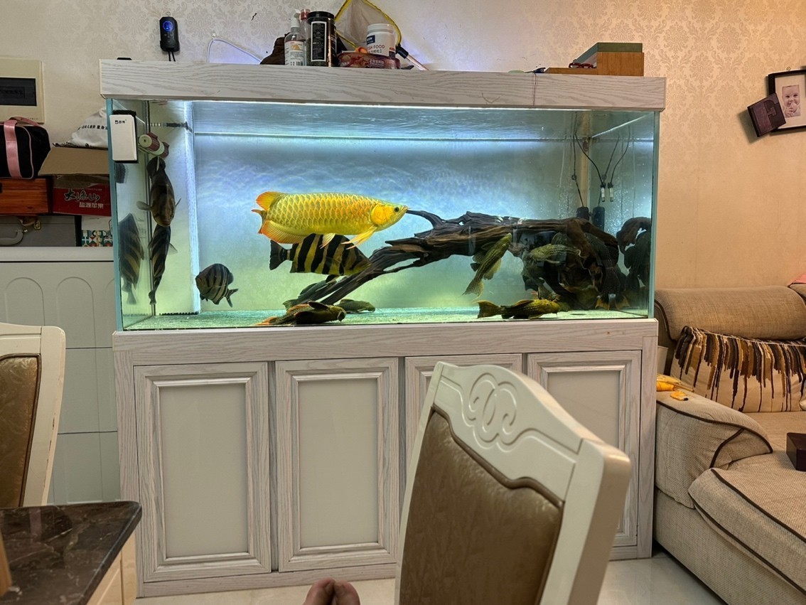 天氣涼了 天氣涼了 龍魚論壇 第4張