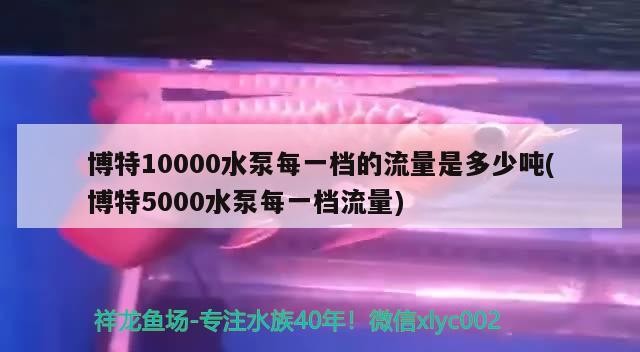 博特10000水泵每一檔的流量是多少噸(博特5000水泵每一檔流量) 博特10000水泵每一檔的流量是多少噸(博特5000水泵每一檔流量) 博特水族