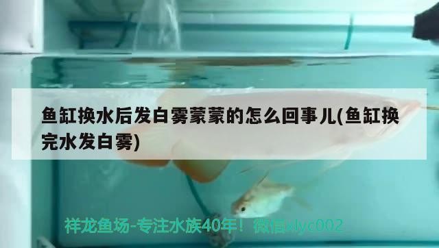 魚缸換水后發白霧蒙蒙的怎么回事兒(魚缸換完水發白霧) 魚缸換水后發白霧蒙蒙的怎么回事兒(魚缸換完水發白霧) 金龍魚百科