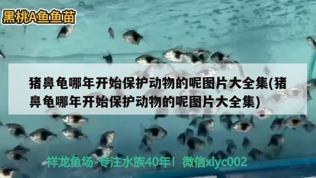 豬鼻龜哪年開(kāi)始保護(hù)動(dòng)物的呢圖片大全集(豬鼻龜哪年開(kāi)始保護(hù)動(dòng)物的呢圖片大全集)