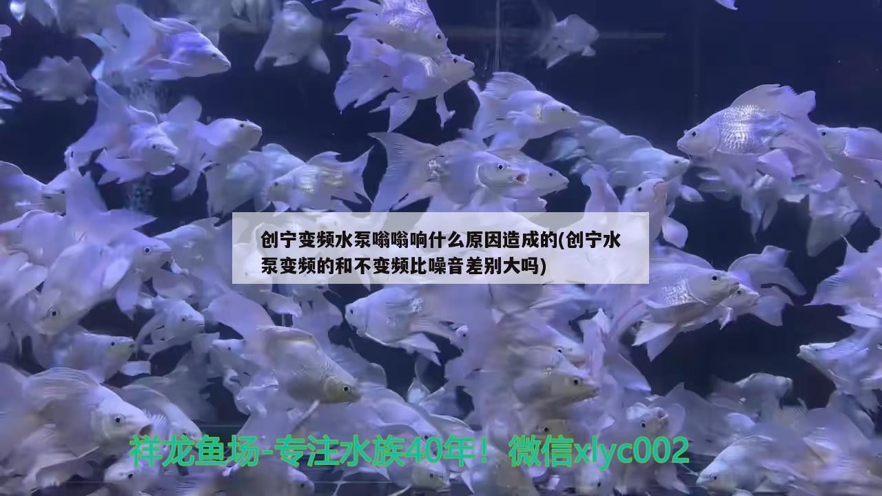 創寧變頻水泵嗡嗡響什么原因造成的(創寧水泵變頻的和不變頻比噪音差別大嗎)