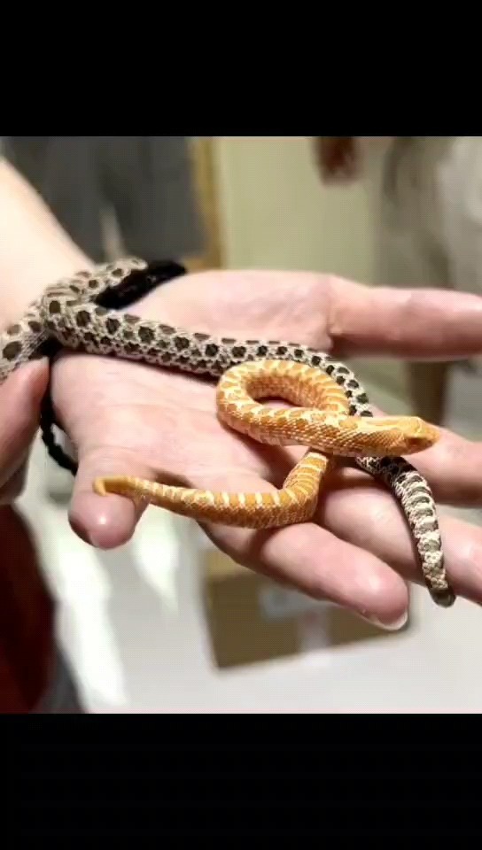 可愛小辣條，新手專屬，飼養簡單
