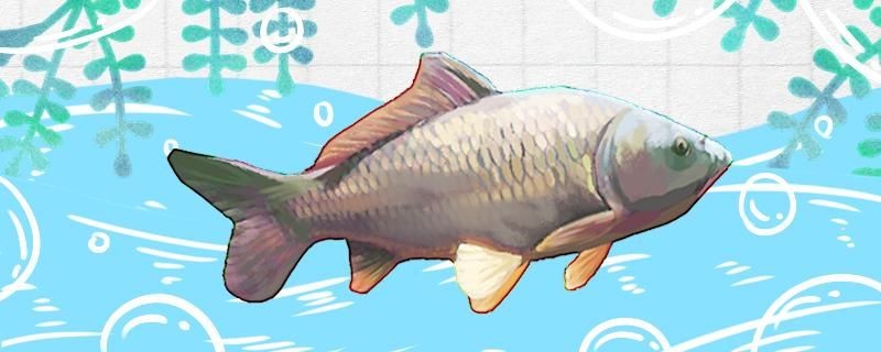 夏季可以黑坑鯉魚嗎餌料味型有哪些 夏季可以黑坑鯉魚嗎餌料味型有哪些 iwish愛唯希品牌魚缸