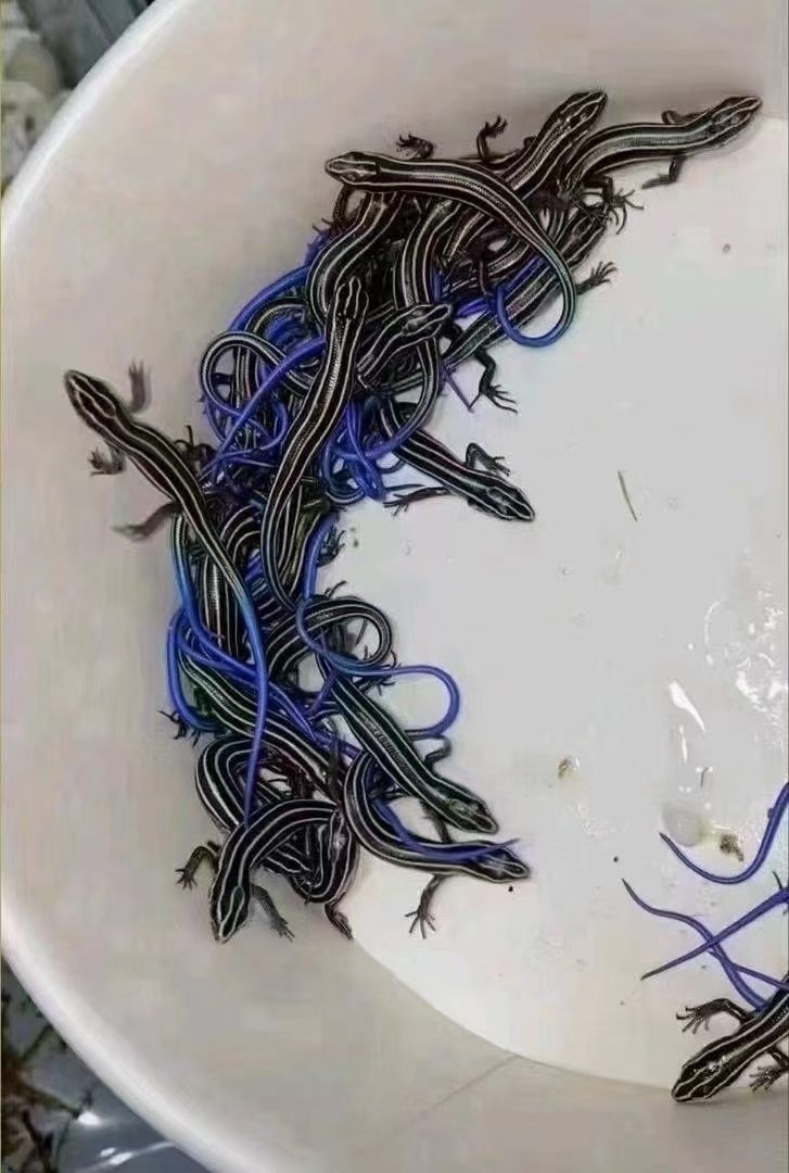 好看的藍尾蜥蜴喜歡的滴滴 好看的藍尾蜥蜴喜歡的滴滴 龍魚論壇 第3張