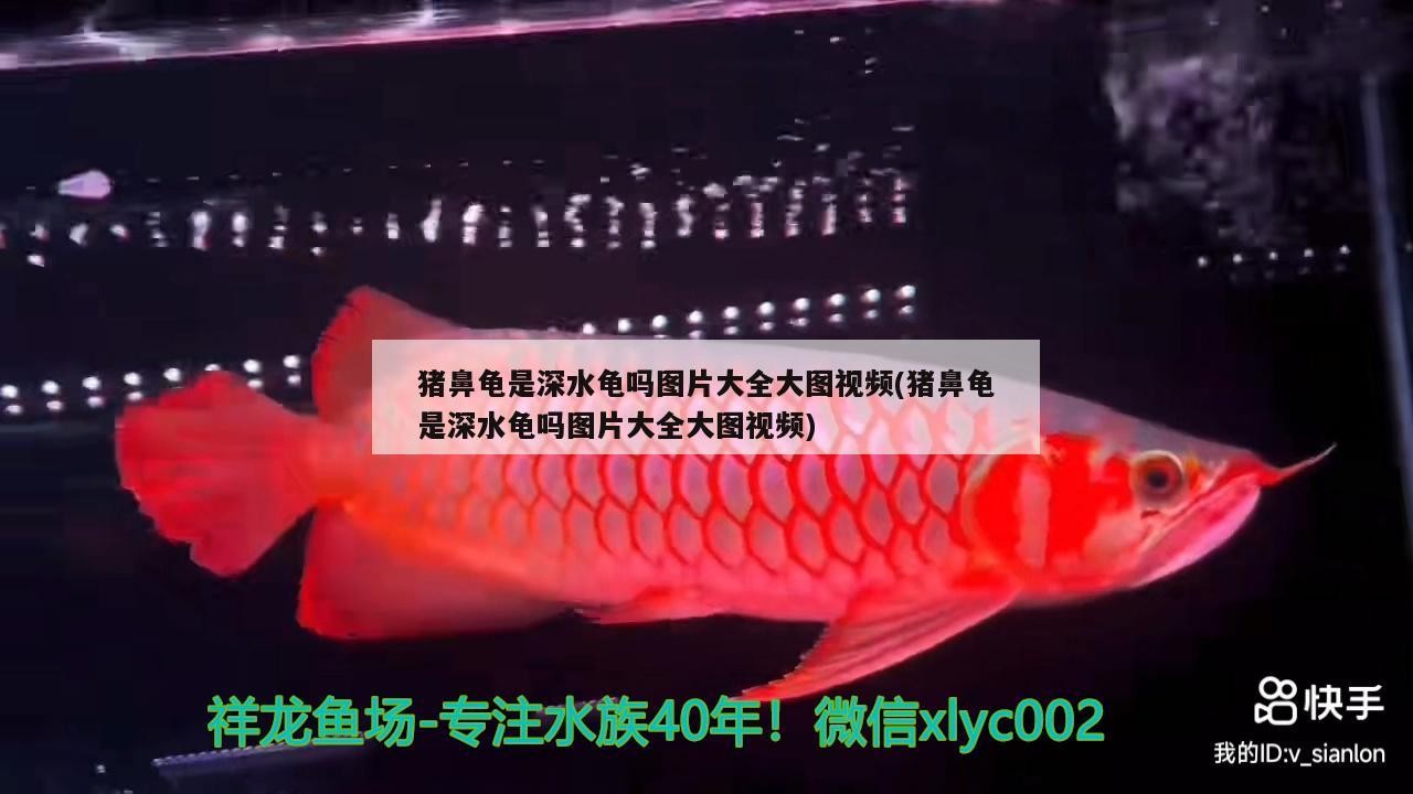 豬鼻龜是深水龜嗎圖片大全大圖視頻(豬鼻龜是深水龜嗎圖片大全大圖視頻)
