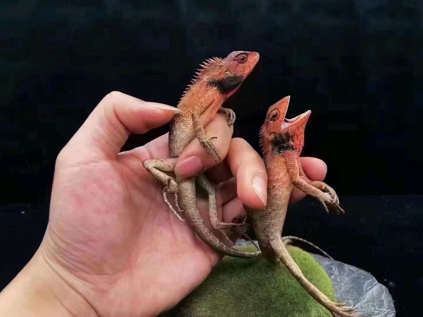 自己飼養的蜥蜴帥哥 龍魚論壇 第1張 自己飼養的蜥蜴帥哥 自己飼養的蜥蜴帥哥 龍魚論壇 第1張