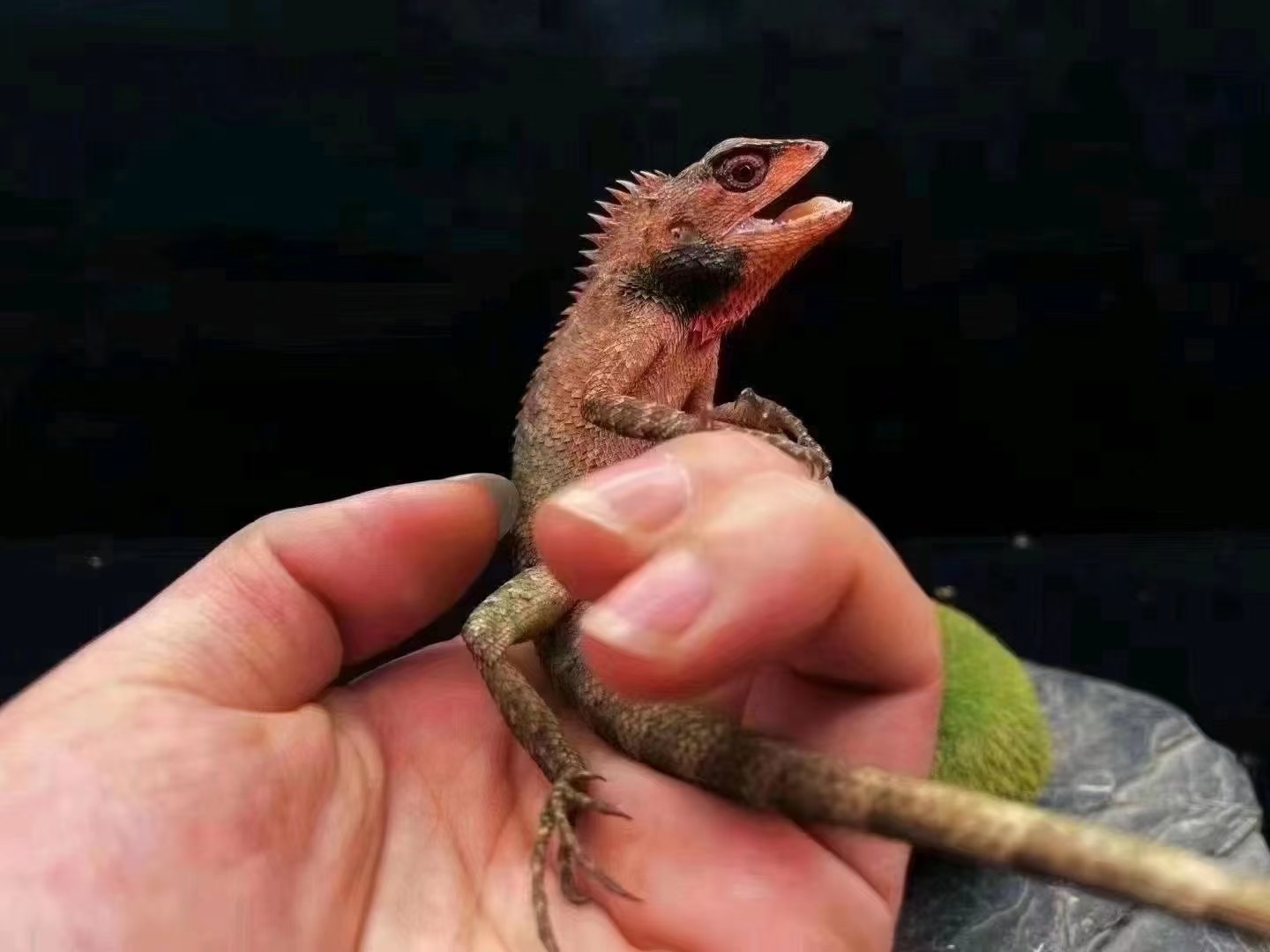 自己飼養的蜥蜴帥哥 龍魚論壇 第2張 自己飼養的蜥蜴帥哥 自己飼養的蜥蜴帥哥 龍魚論壇 第2張