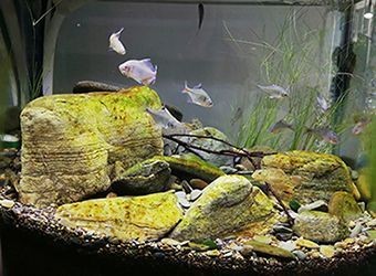 魚缸 銀龍魚鱗變紅的原因(銀龍魚鱗變紅的原因有哪些) 老魚匠 銀龍魚鱗變紅的原因(銀龍魚鱗變紅的原因有哪些) 銀龍魚鱗變紅的原因(銀龍魚鱗變紅的原因有哪些) 老魚匠