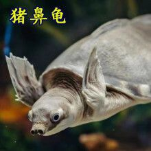 30cm豬鼻龜價格：30公分的豬鼻龜多少錢一斤