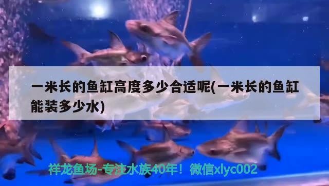 什么魚能和龍魚、虎魚混養(龍魚能和虎魚混養嗎) 一米長的魚缸高度多少合適呢(一米長的魚缸能裝多少水) 魚缸百科 一米長的魚缸高度多少合適呢(一米長的魚缸能裝多少水) 一米長的魚缸高度多少合適呢(一米長的魚缸能裝多少水) 魚缸百科