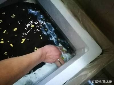 魟魚尾刺拔了會長嗎：魟魚尾刺拔了會長嗎，需要注意傷口的處理和消毒