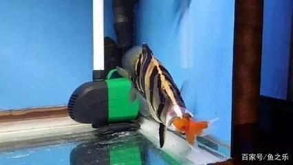 虎魚吃多了怎么辦：當虎魚進食過多時，可能會導致其健康問題