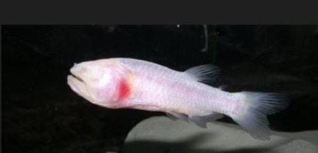 虎魚吃多了怎么辦：當虎魚進食過多時，可能會導致其健康問題