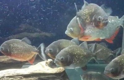 虎魚吃多了怎么辦：當虎魚進食過多時，可能會導致其健康問題