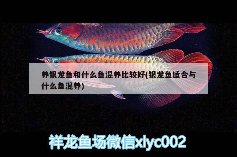 養銀龍魚和什么魚混養比較好(銀龍魚適合與什么魚混養)