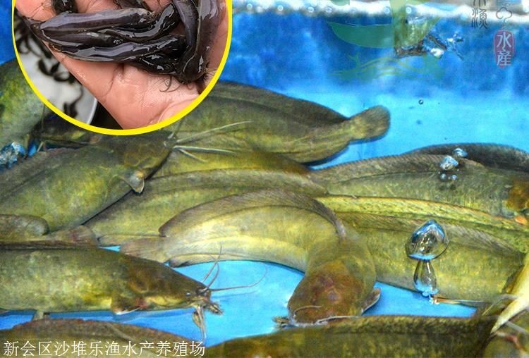 飼養(yǎng)紅龍魚：如何成功飼養(yǎng)紅龍魚