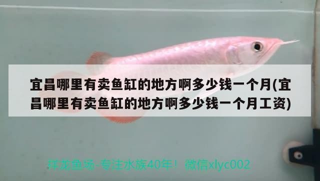 宜昌哪里有賣魚缸的地方啊多少錢一個月(宜昌哪里有賣魚缸的地方啊多少錢一個月工資) 宜昌哪里有賣魚缸的地方啊多少錢一個月(宜昌哪里有賣魚缸的地方啊多少錢一個月工資) iwish愛唯希品牌魚缸