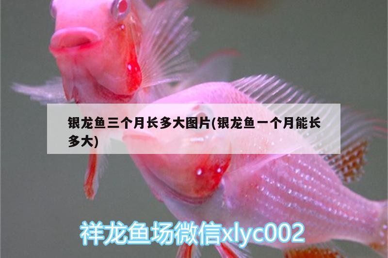銀龍魚三個月長多大圖片(銀龍魚一個月能長多大)