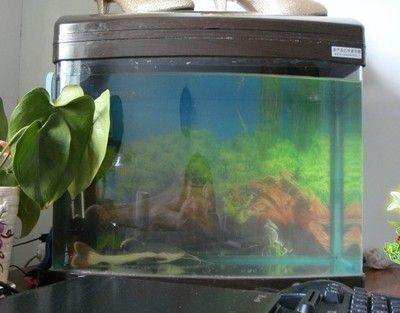 diy魚缸加熱器：diy魚缸加熱器的安全性