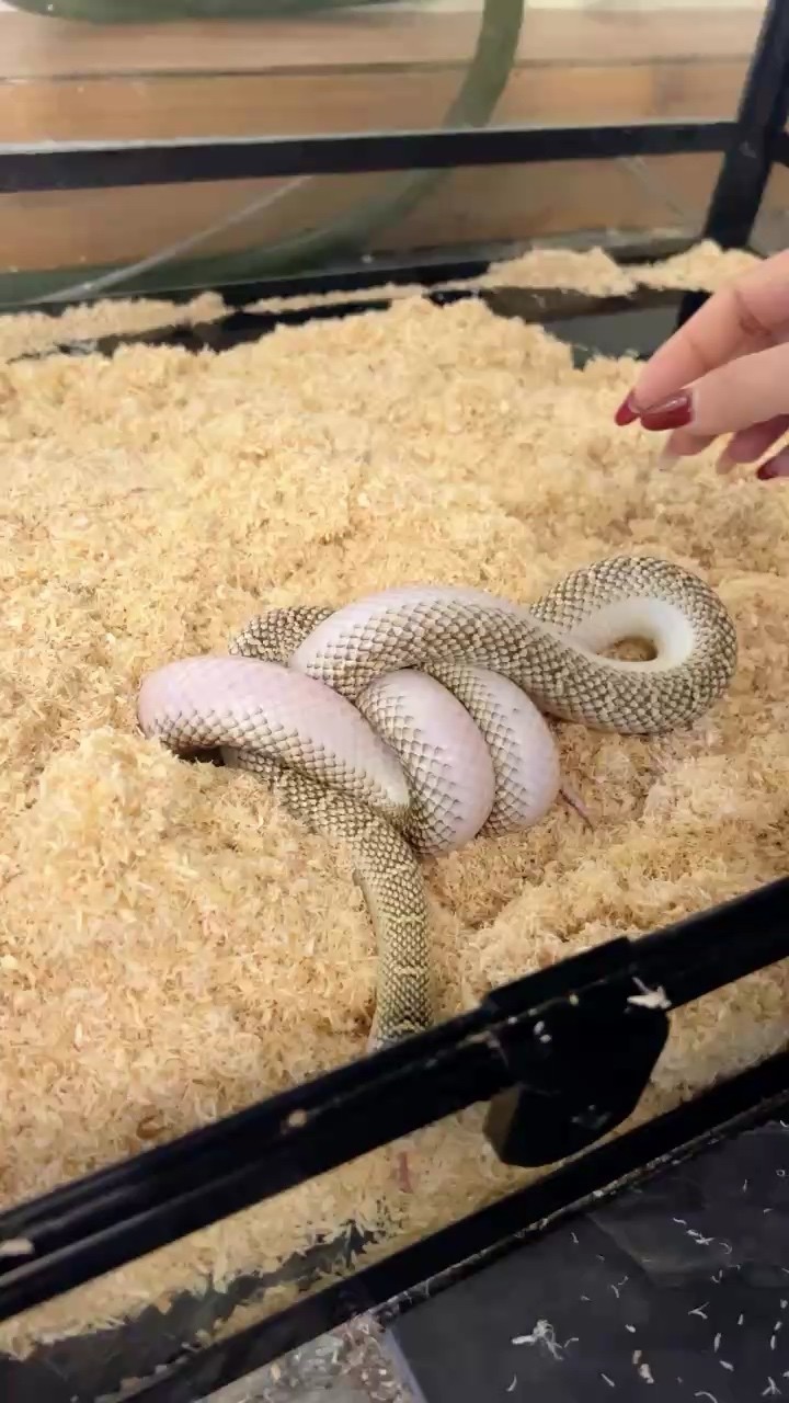 出寵物蛇無毒好飼養