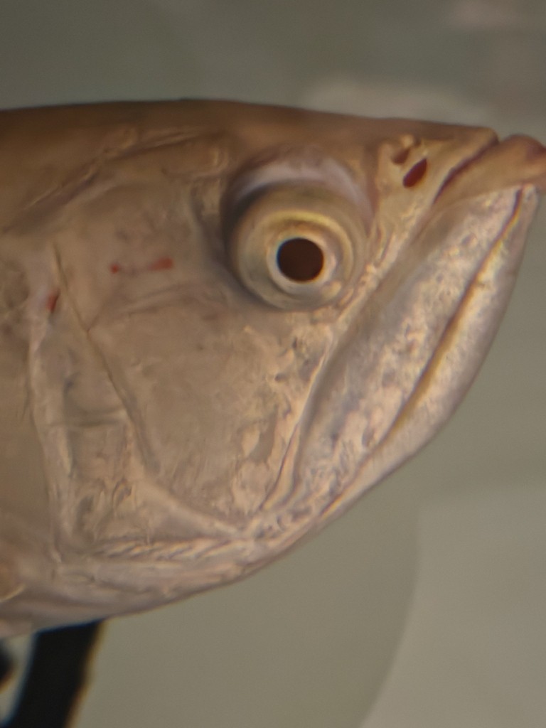 龍魚眼睛突眼 龍魚眼睛突眼 龍魚論壇 第1張