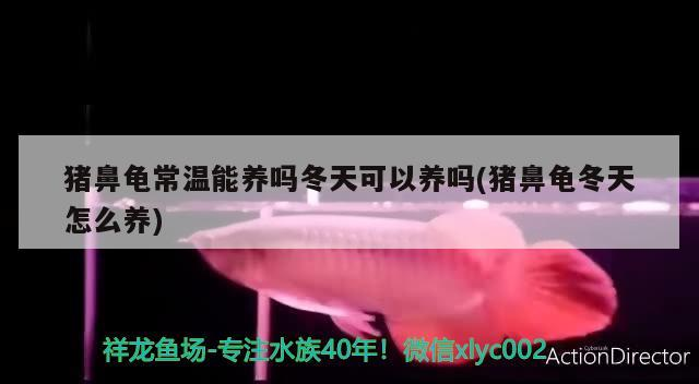 豬鼻龜常溫能養嗎冬天可以養嗎(豬鼻龜冬天怎么養)