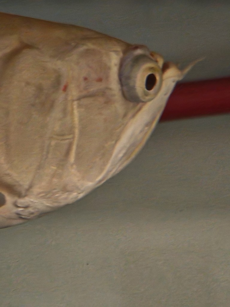 龍魚眼睛突眼 龍魚眼睛突眼 龍魚論壇 第2張