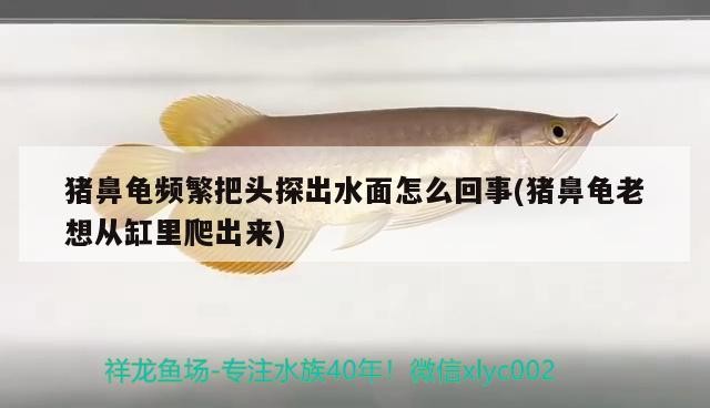 豬鼻龜頻繁把頭探出水面怎么回事(豬鼻龜老想從缸里爬出來)