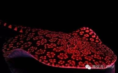 怎樣看魟魚狀態好壞：判斷魟魚狀態好壞需要綜合考慮其生活環境、外觀特征以及生理反應 怎樣看魟魚狀態好壞：判斷魟魚狀態好壞需要綜合考慮其生活環境、外觀特征以及生理反應 魟魚百科 第1張
