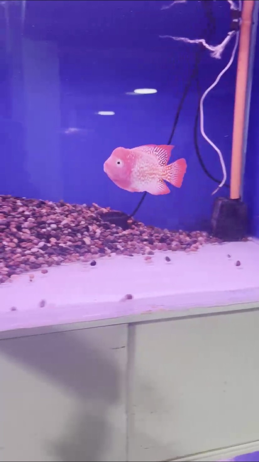 泰國短身爆頭古典火鳳凰 泰國短身爆頭古典火鳳凰 龍魚論壇