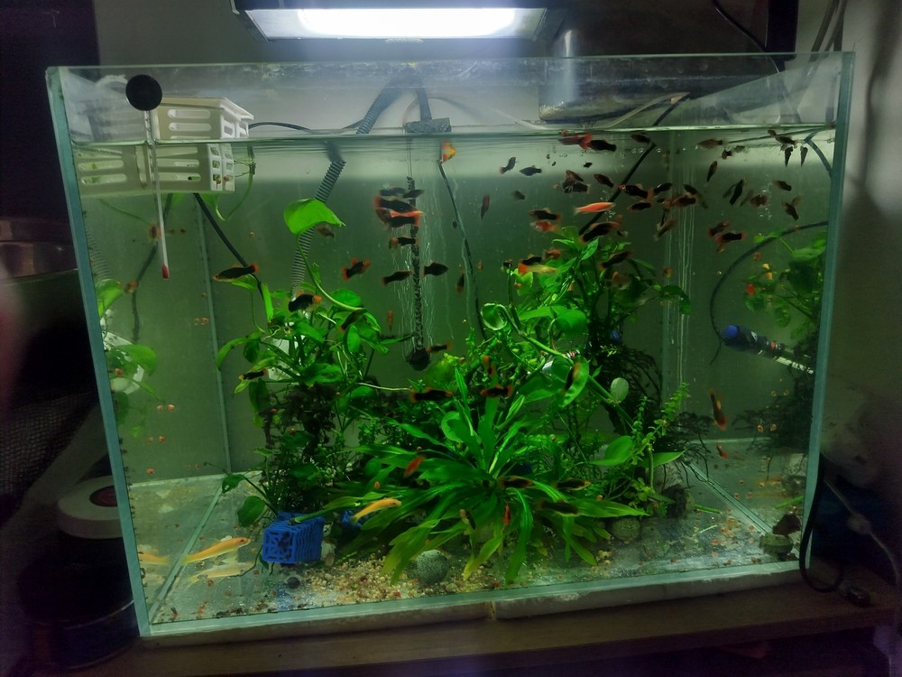 水草需要加二氧化碳了 龍魚論壇 第1張 水草需要加二氧化碳了 水草需要加二氧化碳了 龍魚論壇 第1張