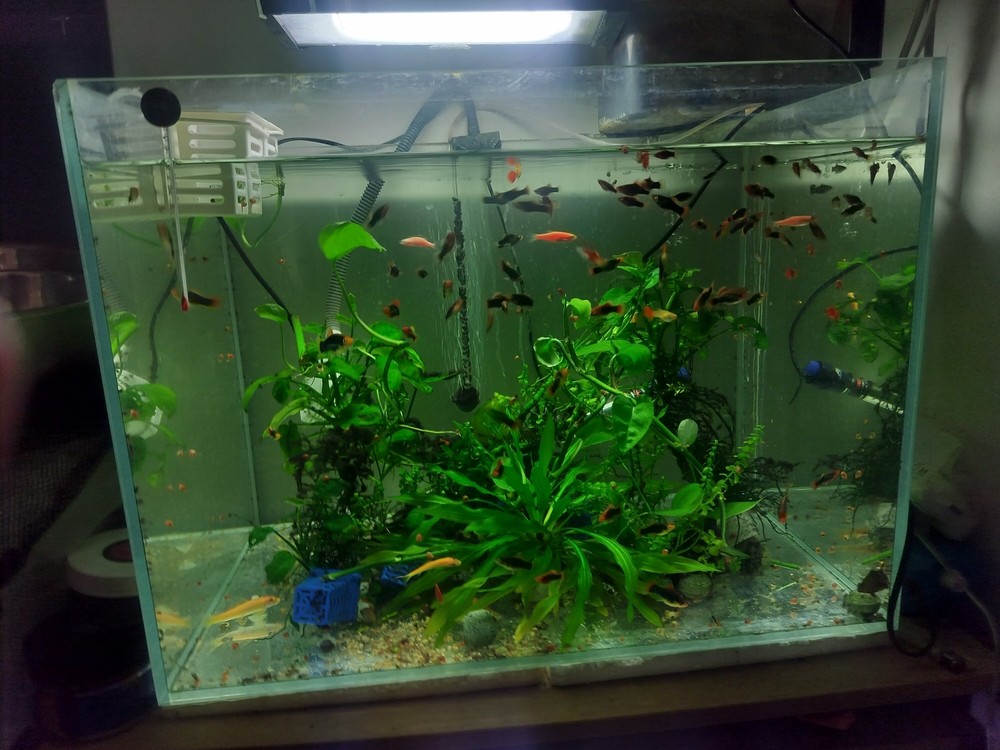 水草需要加二氧化碳了 龍魚論壇 第2張 水草需要加二氧化碳了 水草需要加二氧化碳了 龍魚論壇 第2張
