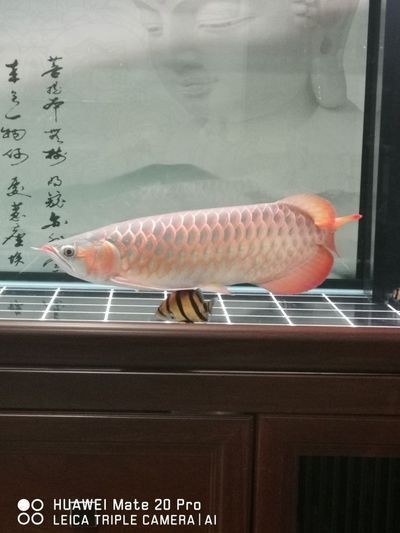 龍魚掉了一片鱗多久才能長回來？vs祥龍魚場：紅龍魚掉鱗后的恢復時間