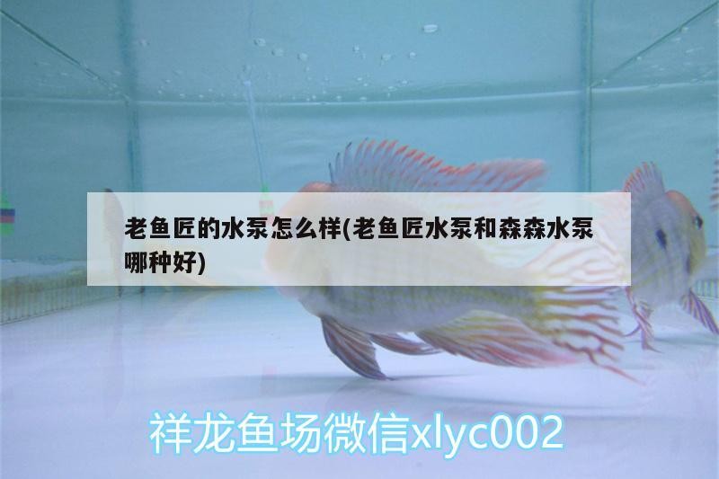 老魚匠的水泵怎么樣(老魚匠水泵和森森水泵哪種好) 老魚匠的水泵怎么樣(老魚匠水泵和森森水泵哪種好) 老魚匠