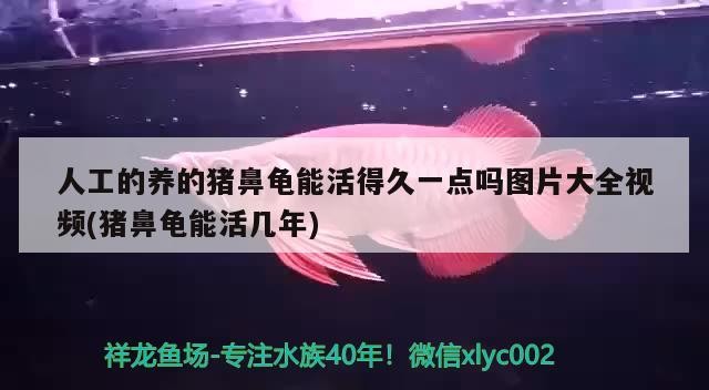 人工的養的豬鼻龜能活得久一點嗎圖片大全視頻(豬鼻龜能活幾年) 人工的養的豬鼻龜能活得久一點嗎圖片大全視頻(豬鼻龜能活幾年) 豬鼻龜百科
