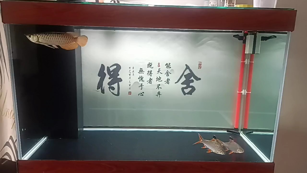 小金到家第46天 小金到家第46天 龍魚論壇