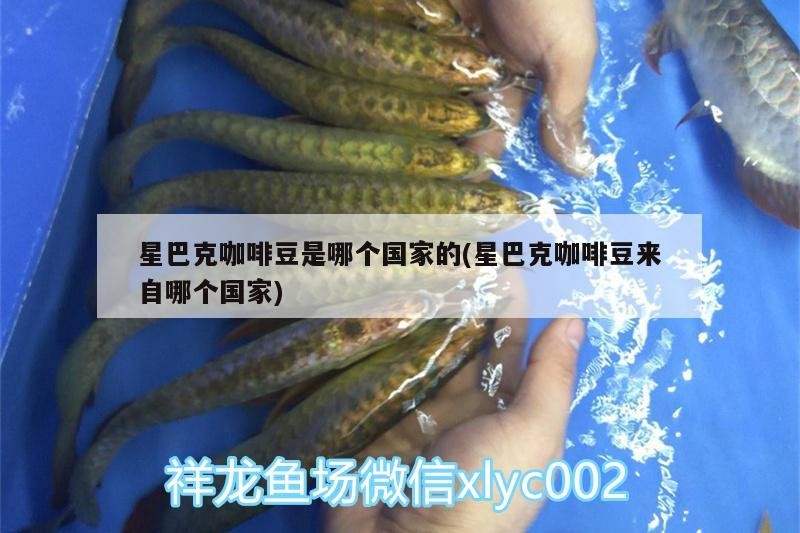 龍魚干蝦有營養嗎 星巴克咖啡豆是哪個國家的(星巴克咖啡豆來自哪個國家) 馬來西亞咖啡 星巴克咖啡豆是哪個國家的(星巴克咖啡豆來自哪個國家) 星巴克咖啡豆是哪個國家的(星巴克咖啡豆來自哪個國家) 馬來西亞咖啡
