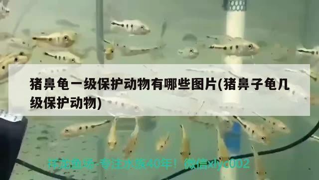 豬鼻龜一級保護動物有哪些圖片(豬鼻子龜幾級保護動物)