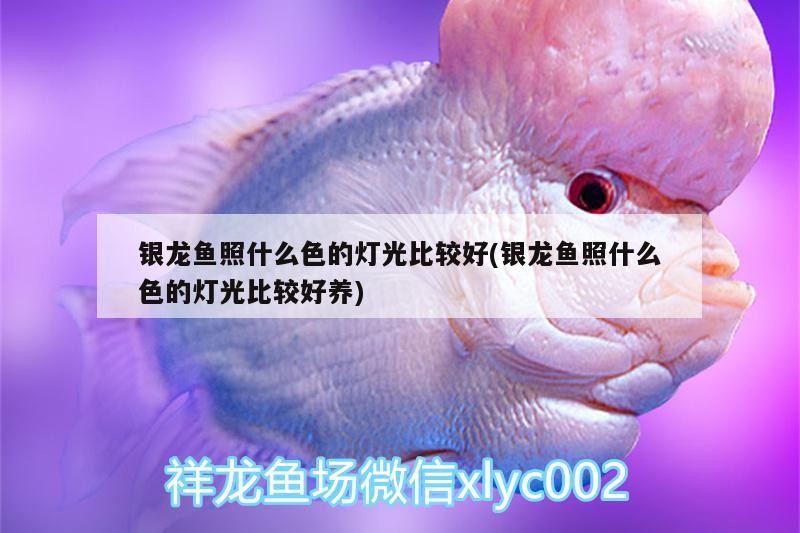 銀龍魚照什么色的燈光比較好(銀龍魚照什么色的燈光比較好養)
