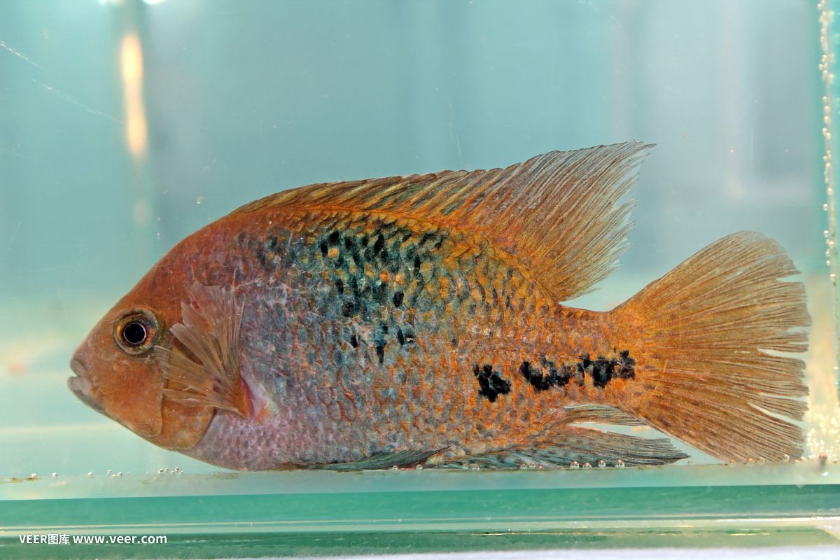 本土淡水觀賞魚有哪些種類（本土淡水觀賞魚的種類和特點）