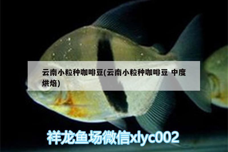 新到家的小虎魚 云南小粒種咖啡豆(云南小粒種咖啡豆中度烘焙) 馬來西亞咖啡 云南小粒種咖啡豆(云南小粒種咖啡豆中度烘焙) 云南小粒種咖啡豆(云南小粒種咖啡豆中度烘焙) 馬來西亞咖啡