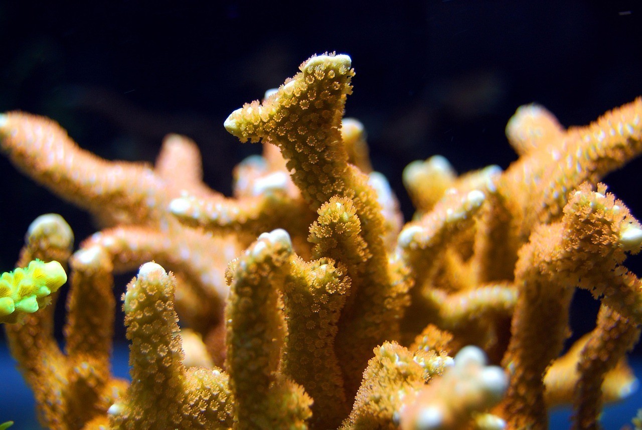 天津市紅橋區蘭蘭觀賞魚養殖店