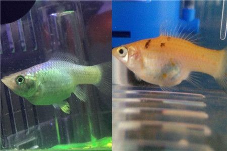 23公分的紅龍魚鰭有多長：23公分的紅龍魚鰭長度為23公分的紅龍魚鰭有多長