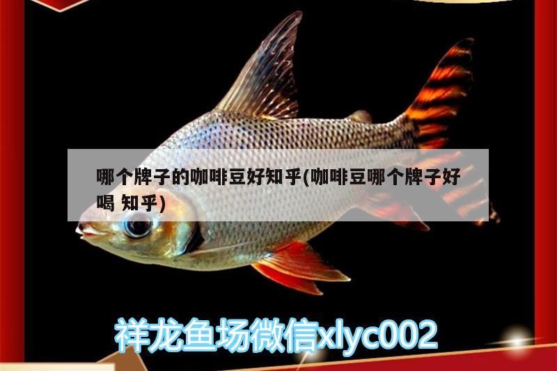 哪個牌子的咖啡豆好知乎(咖啡豆哪個牌子好喝知乎)