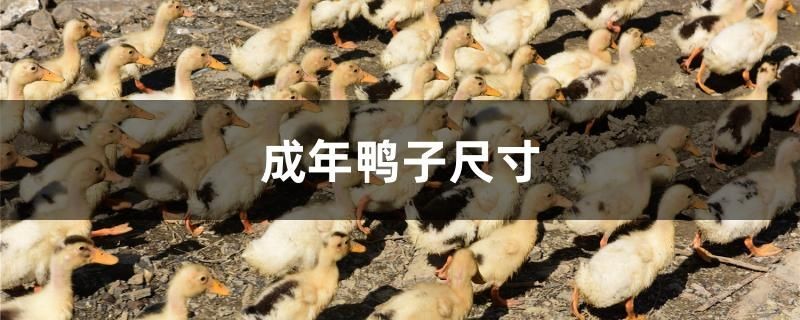 武漢市洪山區碧波水族店 武漢市洪山區碧波水族店 全國水族館企業名錄 第2張