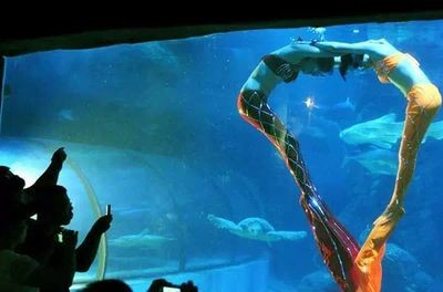 岳陽水族館vs祥龍魚場（岳陽水族館與祥龍魚場各有其特色和優勢）