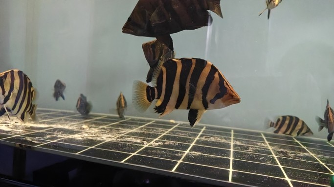 今晚還真給面兒，還不錯吧 今晚還真給面兒，還不錯吧 龍魚論壇 第1張